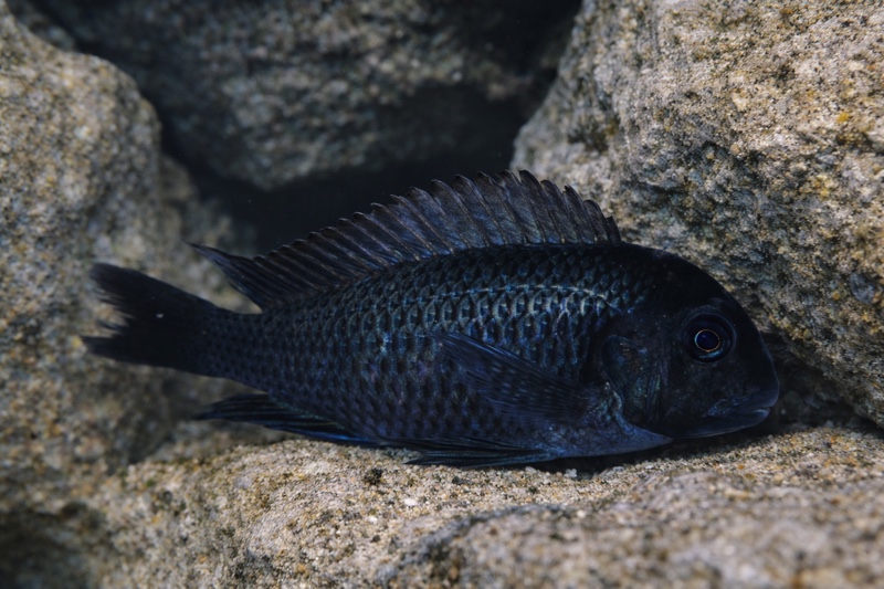 Tropheus sp. 'black' Minago
